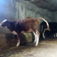 گوساله ماده|حیوانات مزرعه|نظر کهریزی, |دیوار