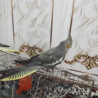 123|پرنده|کارون, |دیوار