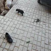 سگ پا کوتاه|سگ|شیروان (خراسان), |دیوار