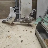 کبوتر پرشی|پرنده|قرچک, مهدیه|دیوار