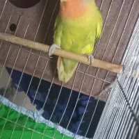 طوطی برزیلی