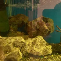 آکواریوم بزرگ|ماهی|گرگان, |دیوار