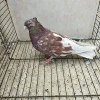 کبوتر|پرنده|ری, شهرک نظامی|دیوار