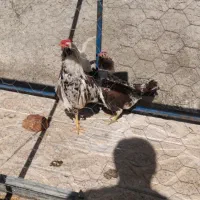 خروس گلین پنگوئنی. قط خروسو میفروشم