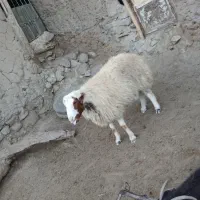 قوچ