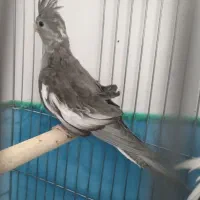 جوجه عروس هلندی تازه دون خور