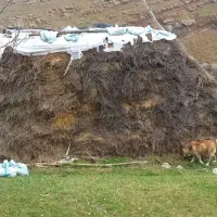 علوفه فروشی|عمده‌فروشی|اردبیل, |دیوار