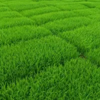 تعداد ۲۰۰ عدد سینی باکس توم هاشمی