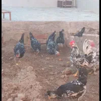 کود مرغی