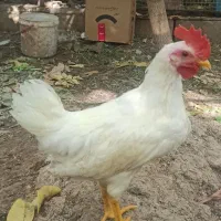 فروش جوجه خروس|حیوانات مزرعه|شیراز, دکتر حسابی|دیوار
