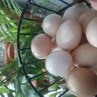 تخم مرغ محلی و آمروک وسیبرایت،