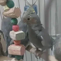 معاوضه عروس هلندی ماده