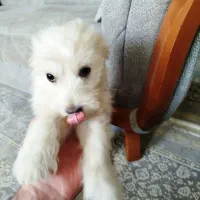 واگذاری توله تریر4ماهه|سگ|بومهن, |دیوار