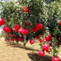 نهال اصلاح شده|خدمات باغبانی و درختکاری|اصفهان, باغ زیار|دیوار