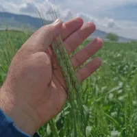 گندم کیلوی 45