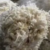 پشم سفید شسته شده