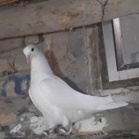 کبوتر تک پر پرشی