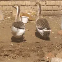 دو عدد غاز ماده