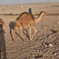 یک نفر شتر