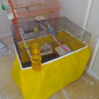 قناری نر ومرغ عشق ماده با قفس وسایل