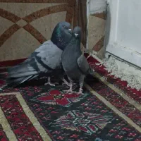 کاشونی عتیقع