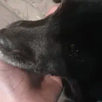 گمشده شمانیست