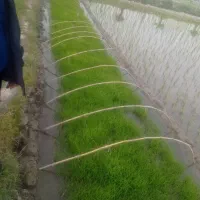 فروش تیم آماده نشا