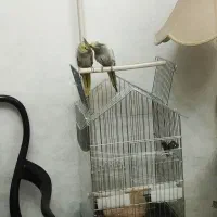 قفس پرنده|لوازم جانبی حیوانات|تهران, هاشمی|دیوار