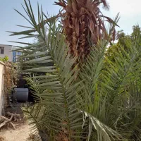 نخل خرما ۳۰ ساله|گل و گیاه طبیعی|میبد, |دیوار