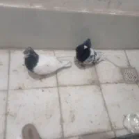 کله سیاه نرو ماده