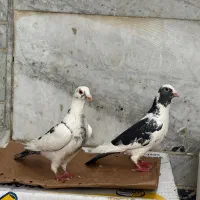 کفتر|پرنده|شیراز, تندگویان|دیوار