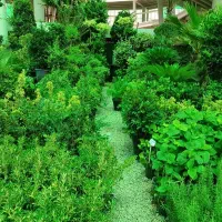 تراحی وفروش انواع درختچه مثمر و قیر مثمر