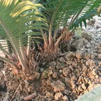 سیکاس|گل و گیاه طبیعی|جویبار, |دیوار