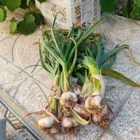 سیر همدان تازه سبز