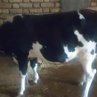 گاو تلیسه ۴ماه آبستن|حیوانات مزرعه|دینور, |دیوار