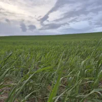 زمین کشاورزی وباغ با آب دائمی|اجارهٔ دفتر صنعتی، کشاورزی، تجاری|هشترود, |دیوار