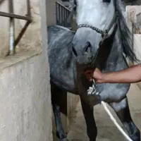 اسب خال دار نیله