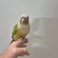 طوطی گرینچیک خانگی و دستی