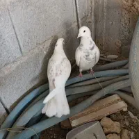 ی جفت فیت ب درد بخور|پرنده|لاران, |دیوار