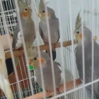 ۴ عدد جوجه عروس هلندی ۴ ماه