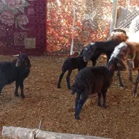 گوسفند وبره