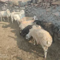 7عدد گوسفند