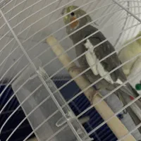 یه جفت عروس هلندی نر سخنگو|پرنده|تنکابن, |دیوار