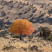 ۱تن نیم جوخارجی