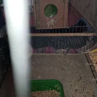 یک جفت کوتوله مولد|پرنده|خمینیشهر, |دیوار