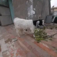 بزغاله چاق وسرحال پول لازمم|حیوانات مزرعه|مشهد, بهمن|دیوار