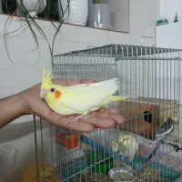 جوجه عروس هلندی