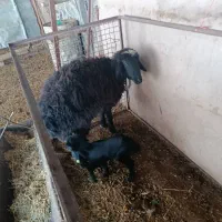 میش.شیشک.بره