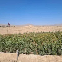 نهال پسته۴۰۴ فروشی|خدمات باغبانی و درختکاری|حنا, |دیوار