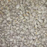 لوبیا چیتی ارتشی